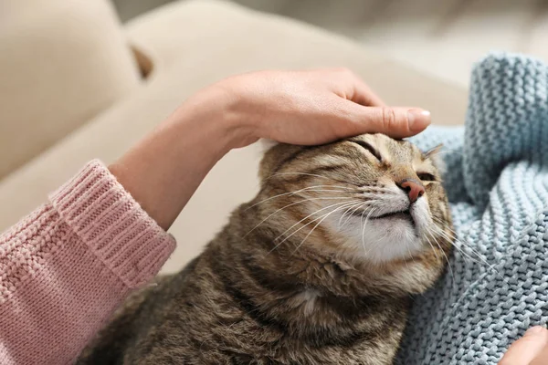 Cute tabby cat with owner on sofa, closeup. Friendly pet — Stock Photo, Image