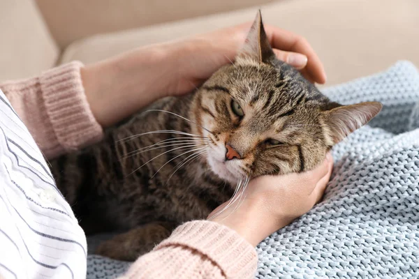 Niedliche gestromte Katze mit Besitzer auf dem Sofa, Nahaufnahme. freundliches Haustier — Stockfoto