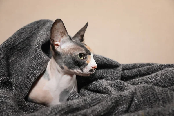 Cute sphynx cat covered with plaid on sofa. Friendly pet