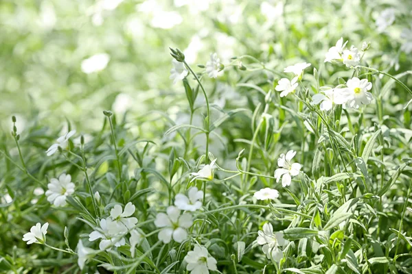 Bellissimi fiori bianchi primaverili nel giardino verde nella giornata di sole — Foto Stock