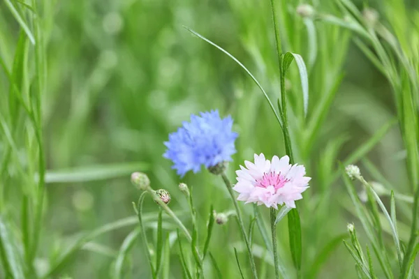 Lindas flores de primavera brilhantes no campo verde, close-up com espaço para texto — Fotografia de Stock