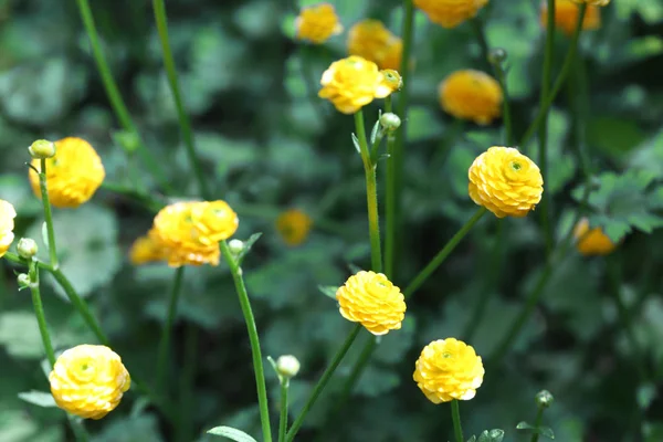 Gyönyörű fényes Boglárkák zöld kertben. Tavaszi virágok — Stock Fotó