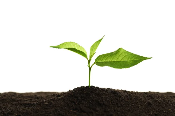 Jeune plante dans un sol fertile sur fond blanc. Temps de jardinage — Photo