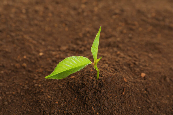 Young green plant in fertile soil. Gardening time