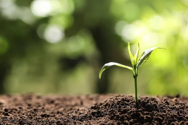 Jovem planta em solo fértil sobre fundo desfocado, espaço para texto. Tempo de jardinagem — Fotografia de Stock