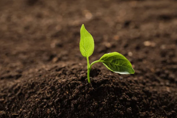 Planta joven en suelo fértil, espacio para el texto. Tiempo de jardinería —  Fotos de Stock