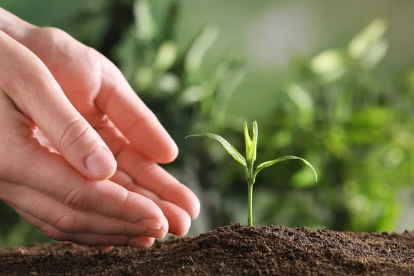 Woman protecting young green seedling in soil against blurred background, closeup with space for text — Stock Photo, Image