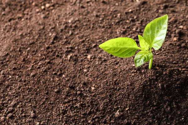 Jovem planta em solo fértil, vista superior com espaço para texto. Tempo de jardinagem — Fotografia de Stock