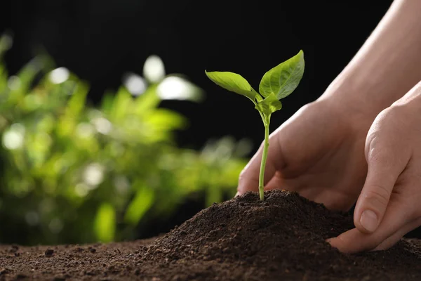 Kvinna plantera unga plantor i bördig jord, närbild med utrymme för text. Trädgårdstid — Stockfoto