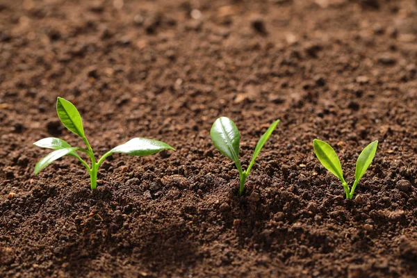 Fresh green seedlings growing in soil, space for text — Stock Photo, Image