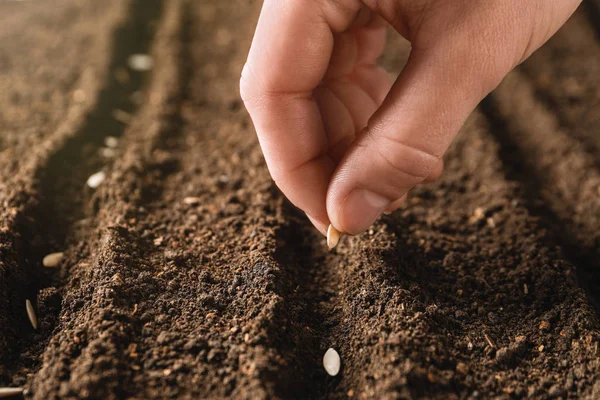 Farmer planting seeds into fertile soil, closeup with space for text. Gardening time — Stock Photo, Image