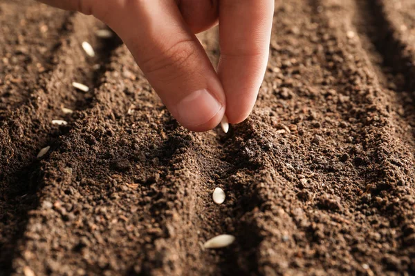 Boer planten zaden in vruchtbare grond, close-up. Tuinieren tijd — Stockfoto