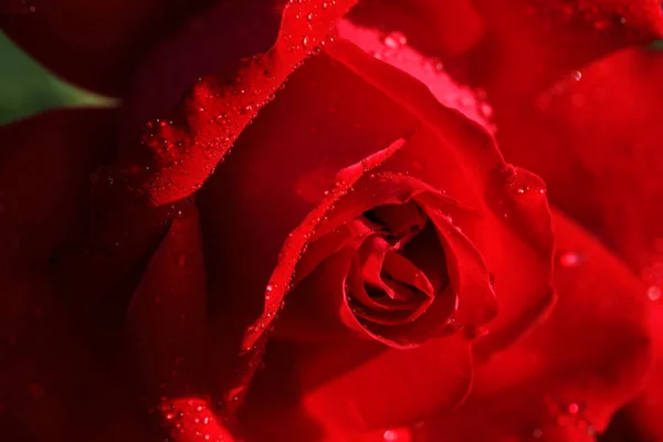 Κοντινό πλάνο της όμορφης άνθισμα του τριαντάφυλλου ως φόντο — Φωτογραφία Αρχείου