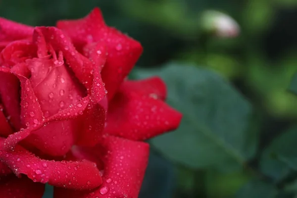 Zbliżenie piękne kwitnące Róża na tle niewyraźne tło, miejsce na tekst — Zdjęcie stockowe