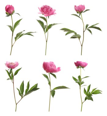 Beyaz arka planda güzel şakayık çiçekleri. 