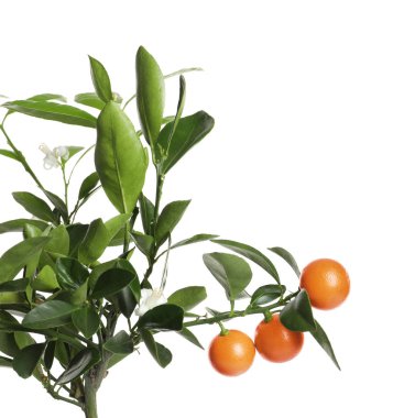 Beyaz üzerinde izole meyveler ile narenciye ağacı