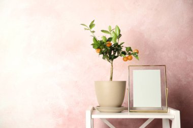 Saksı narenciye ağacı ve renk arka planda masaya boş çerçeve. Metin alanı