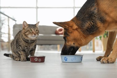 Tabby kedi ve köpek zemin kapalı yerde kase yeme. Komik arkadaşlar
