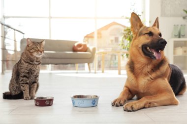 Kedi ve köpek birlikte iç mekanlarda yem kase ile. Komik arkadaşlar
