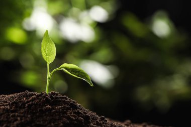 Bulanık arka planda toprakta genç fide, metin için alan