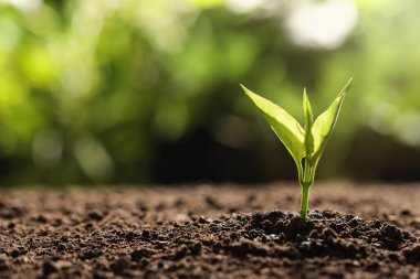 Bulanık arka planda toprakta genç fide, metin için alan