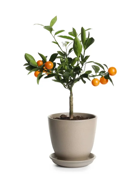 Citrusový strom s ovocem v konvici izolovaný na bílém — Stock fotografie