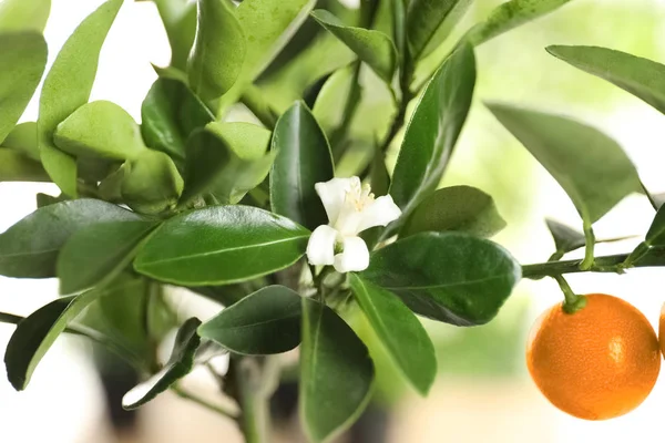 Citrus träd med blomma och frukt på suddig bakgrund — Stockfoto