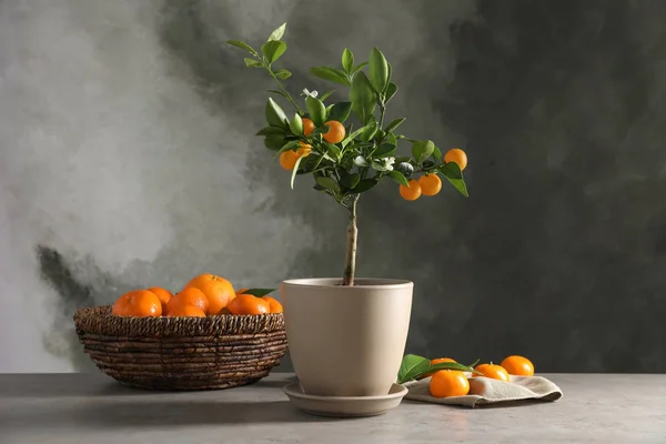Složení s citrusové stromy a plody na stole proti šedivé pozadí. Místo pro text — Stock fotografie