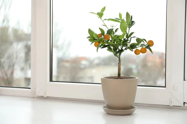 Potted citrus tree on windowsill indoors. Space for text — Stock Photo, Image