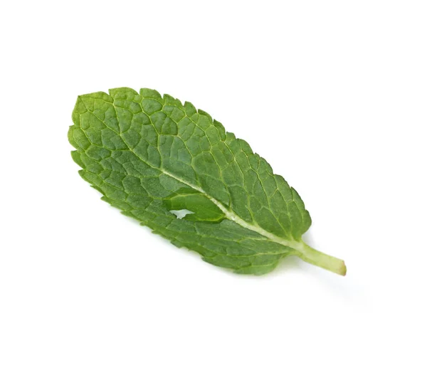 흰색에 고립 된 신선한 민트의 젖은 잎 — 스톡 사진