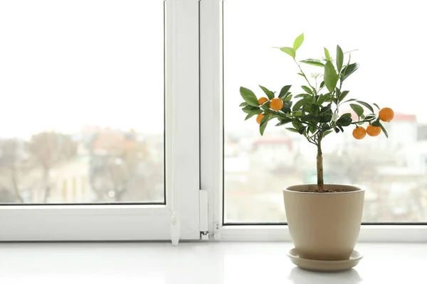 Árvore cítrica em vaso no parapeito da janela dentro de casa. Espaço para texto — Fotografia de Stock