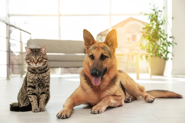 Γάτα και σκύλος μαζί στο πάτωμα σε εσωτερικούς χώρους. Αστείοι φίλοι — Φωτογραφία Αρχείου