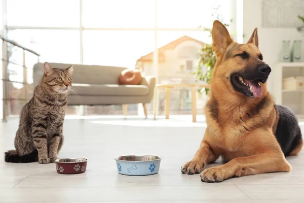Gato e cão em conjunto com tigelas de alimentação no chão dentro de casa. Amigos engraçados — Fotografia de Stock