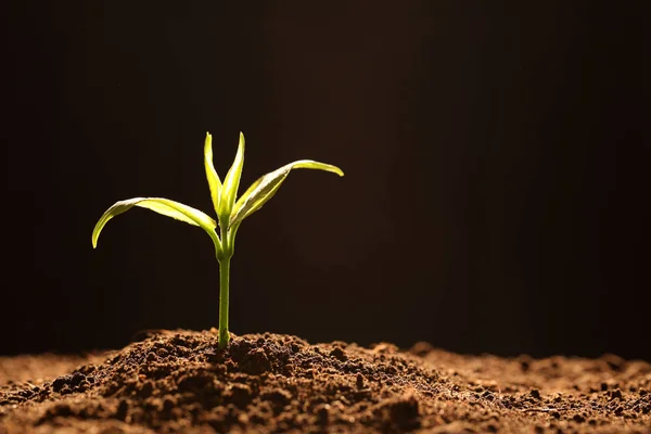 Young seedling in soil on black background, space for text — 스톡 사진
