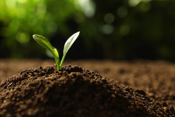 Young seedling in soil on blurred background, space for text — Stock Photo, Image