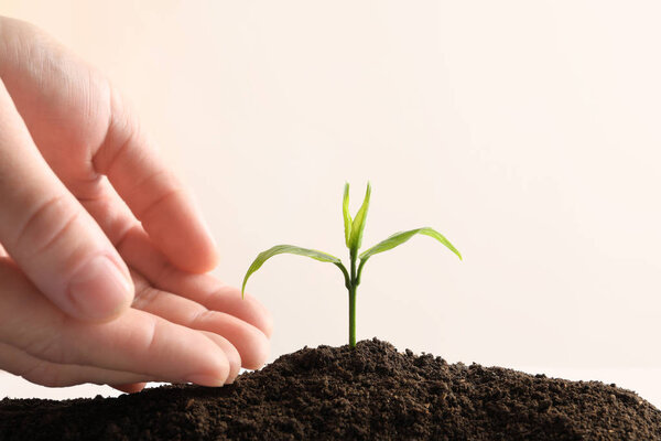 Farmer protecting young seedling in soil on light background, space for text