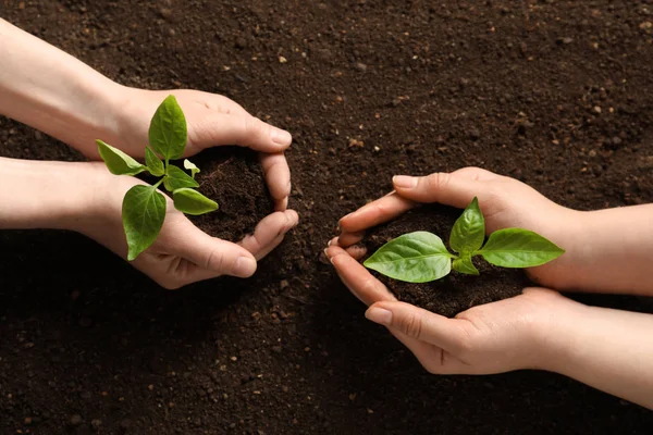 People holding young seedlings on soil, top view