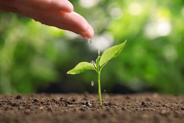 Woman pouring water on young seedling in soil against blurred background, closeup — Stock Photo, Image