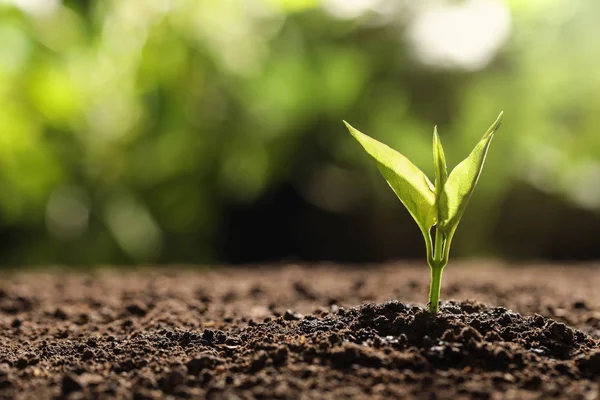 Young seedling in soil on blurred background, space for text — Stock Photo, Image