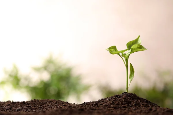 Young seedling in soil on blurred background, space for text — Stock Photo, Image