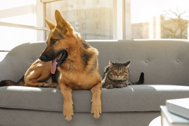 Kedi ve köpek birlikte kanepede kapalı. Komik arkadaşlar