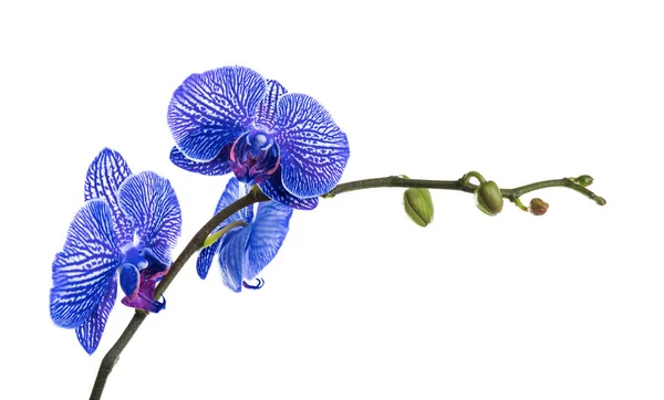 Красивая ярко-голубая орхидея на белом фоне — стоковое фото