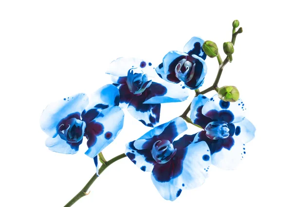 흰색 배경에 아름다운 밝은 파란색 — 스톡 사진