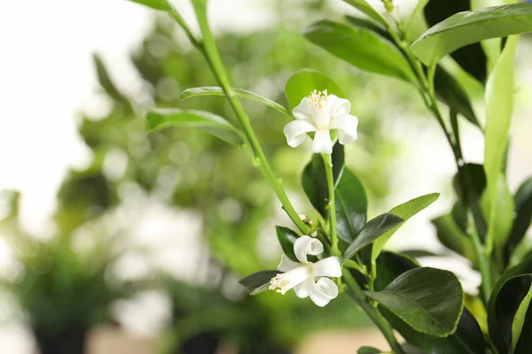 Branch of citrus tree with flower on blurred background. Space for text — Stock Photo, Image