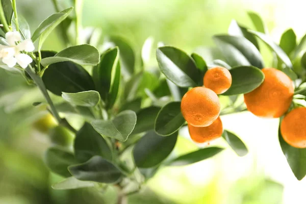 Citrus frukter på gren mot suddig bakgrund. Utrymme för text — Stockfoto