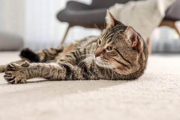 Tabby gato no chão na sala de estar — Fotografia de Stock