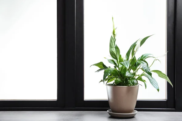 Topf mit Friedenslilie auf Fensterbank, Platz für Text. Hauspflanze — Stockfoto