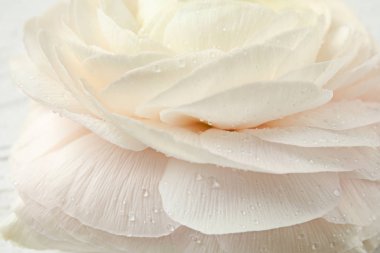 Arka plan olarak güzel bahar Ranunculus çiçek, çekim