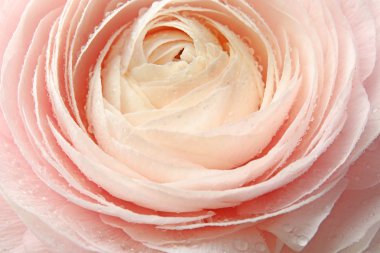 Arka plan olarak güzel bahar Ranunculus çiçek, çekim