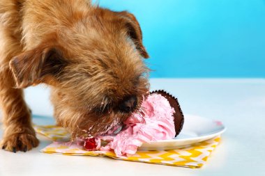 Komik Brüksel Griffon köpek stüdyo portre renk arka plan karşı lezzetli Cupcake yeme